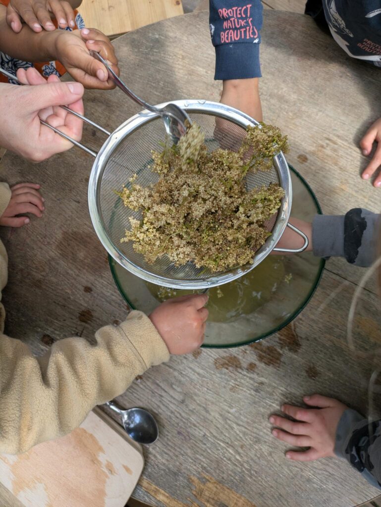 Holunderblüten für Marmelade in der Waldkita